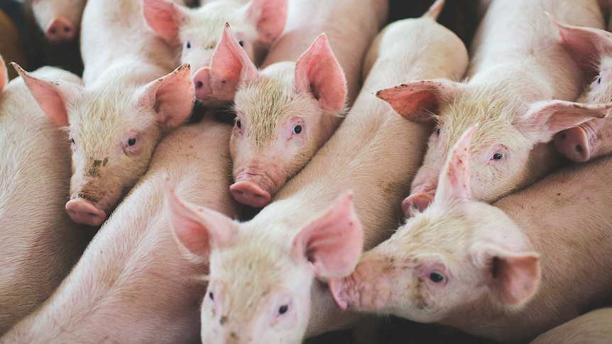 Image of pigs in a piggery near Young in southern New South Wales.