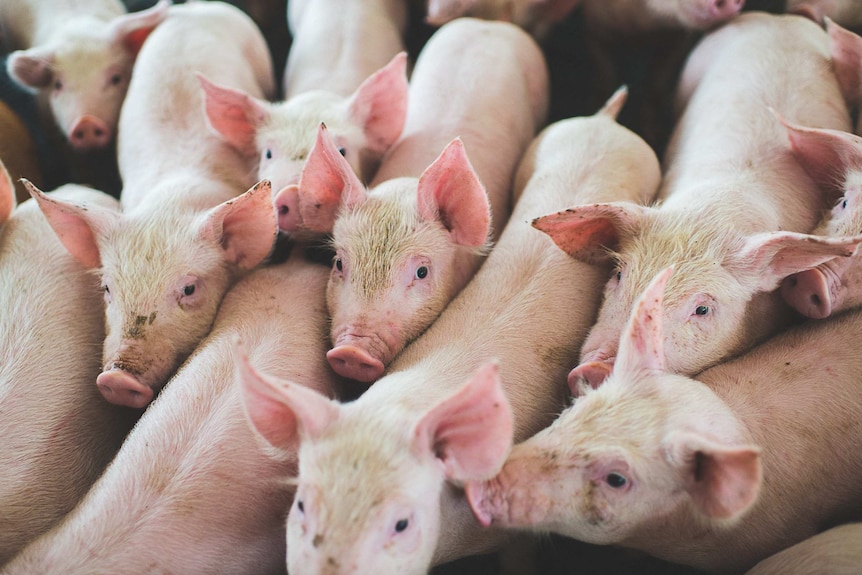 A pen of piglets