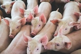 A close up of eight piglets.