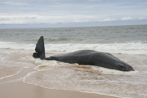 Dead sperm whale on the sand at Salmon Rocks