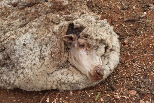 A sheep with overgrown fleece lying on the ground