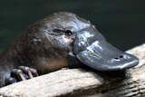 A platypus rests her bill and paw on a log while looking at the camera