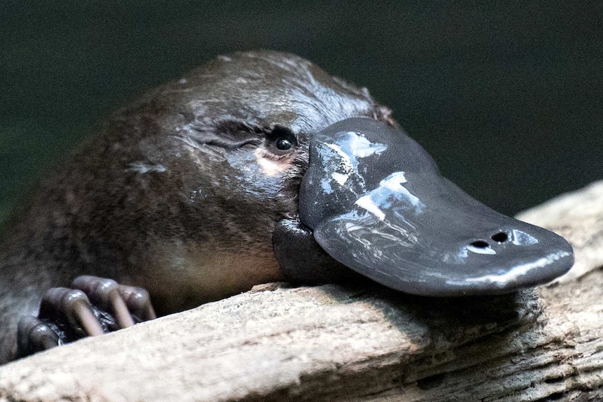 A platypus rests her bill and paw on a log while looking at the camera
