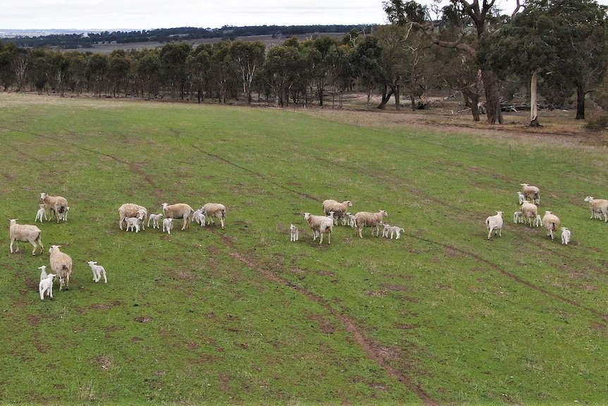 sheep in a paddock photo from above