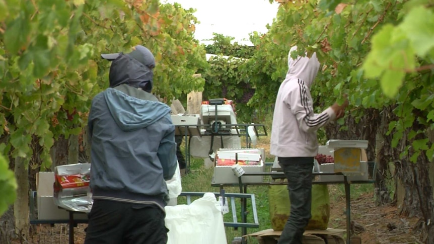 Still from Four Corners program on labour exploitations on farms supplying Australia's biggest supermarkets.