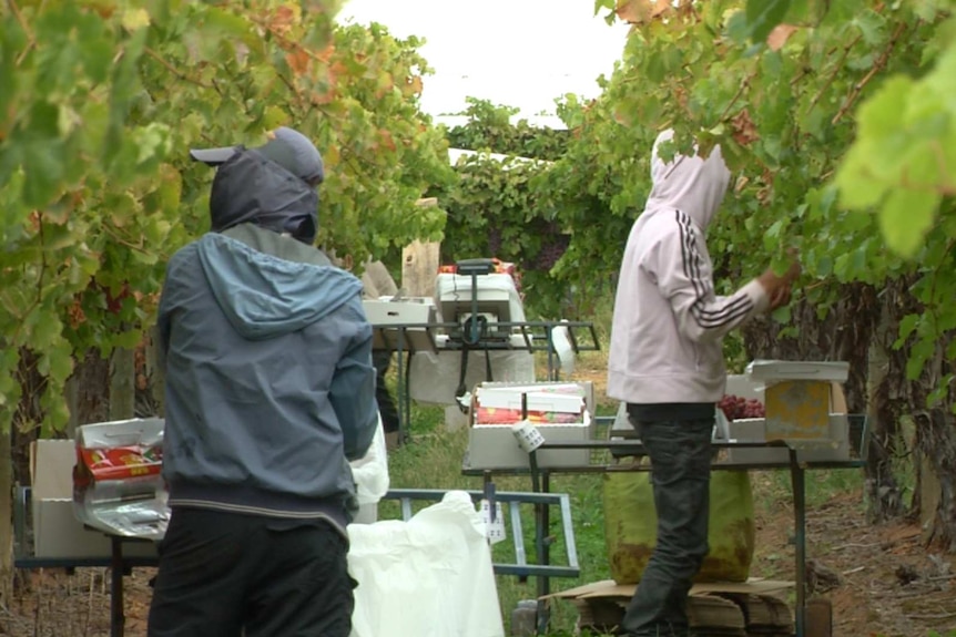 The Four Corners program outlined labour exploitation on farms supplying Australia's biggest supermarkets.