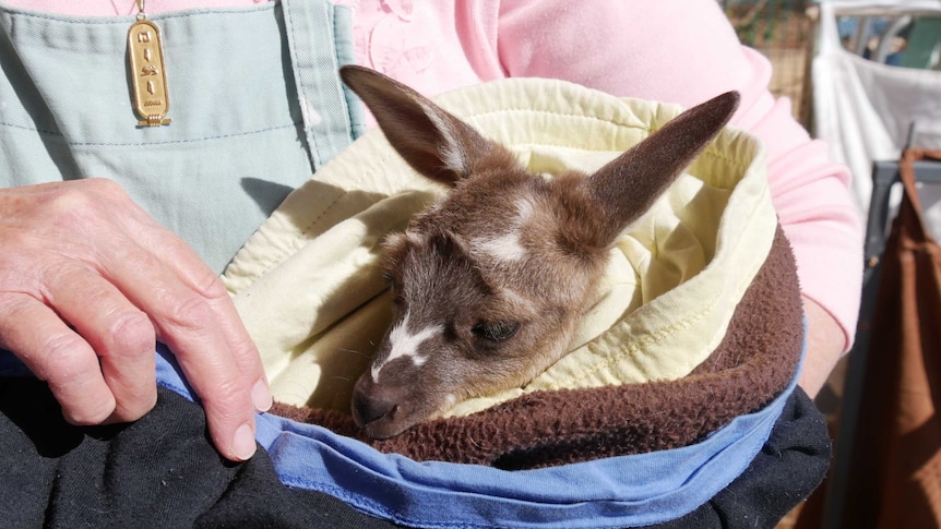 A joey with white patches in its grey fur peers out from a bundle of blankets.