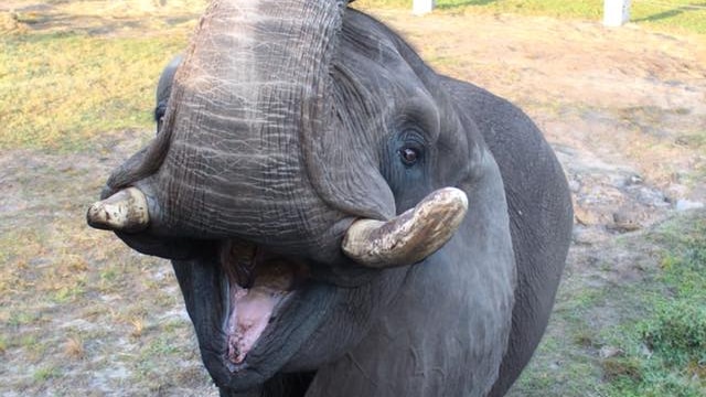 Ali the bull elephant lifts its trunk.