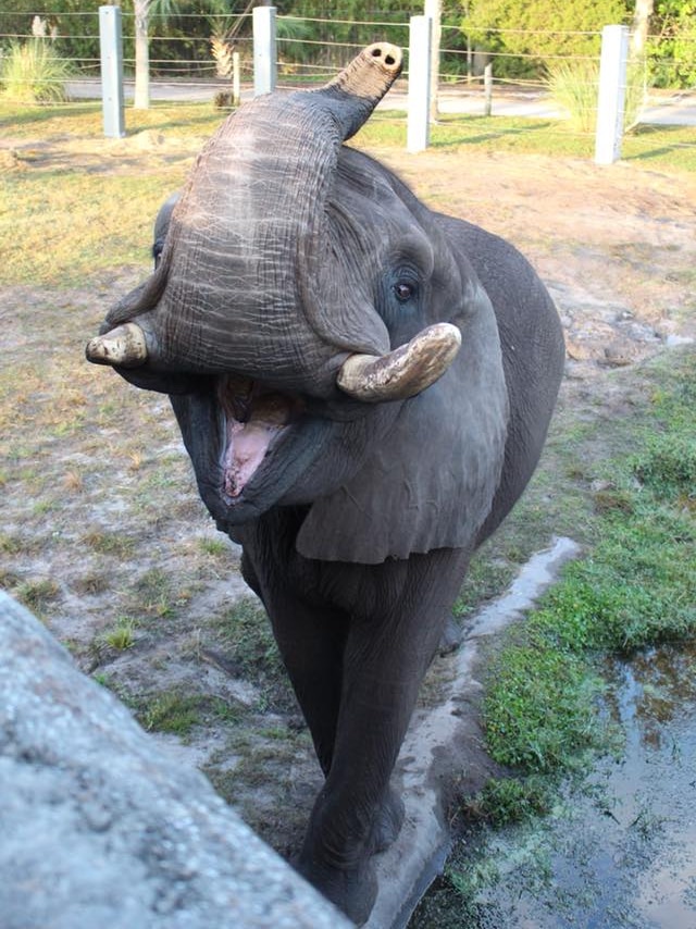 Ali the bull elephant lifts its trunk.