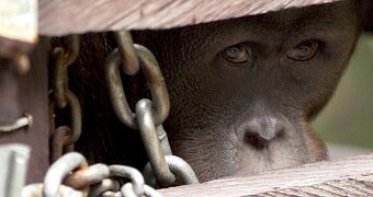 An orangutan named Oki, trapped behind bars, looks out from a cage