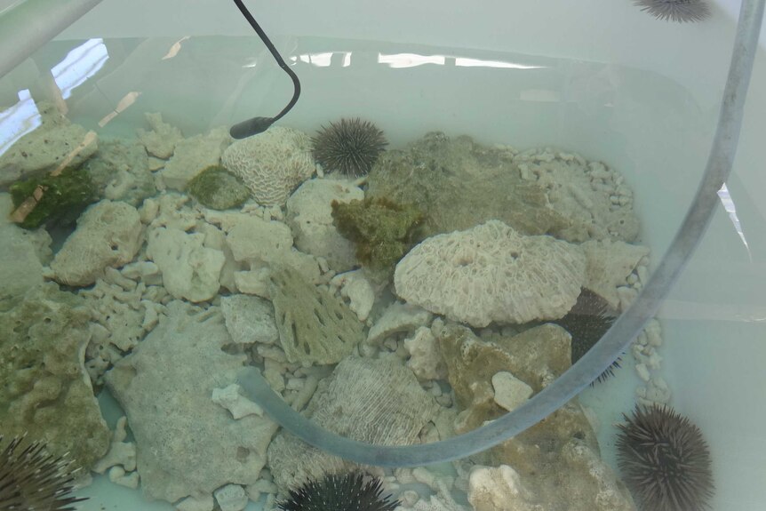 Recording the sound of isolated urchins