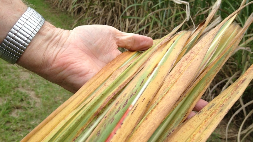 A yellow cane phenomenon has researchers and growers baffled