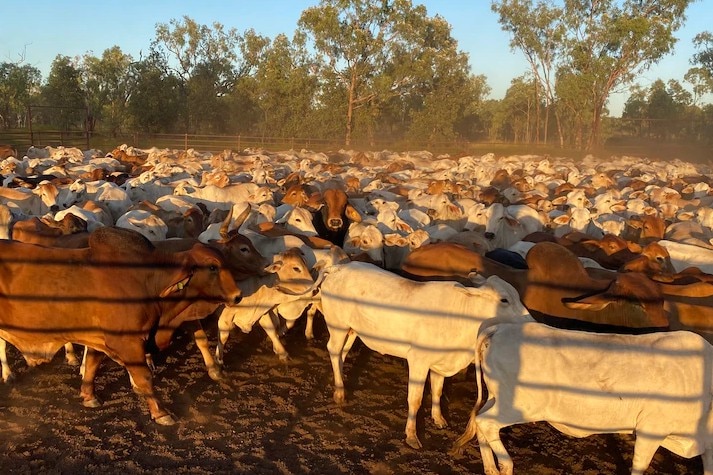 A herd of cattle in a yard.