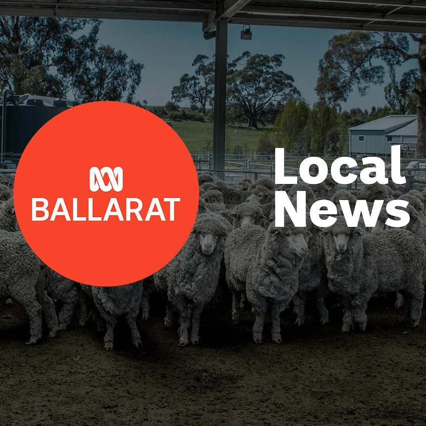 Sheep in a yard; ABC Ballarat logo and Local New superimposed over the top.