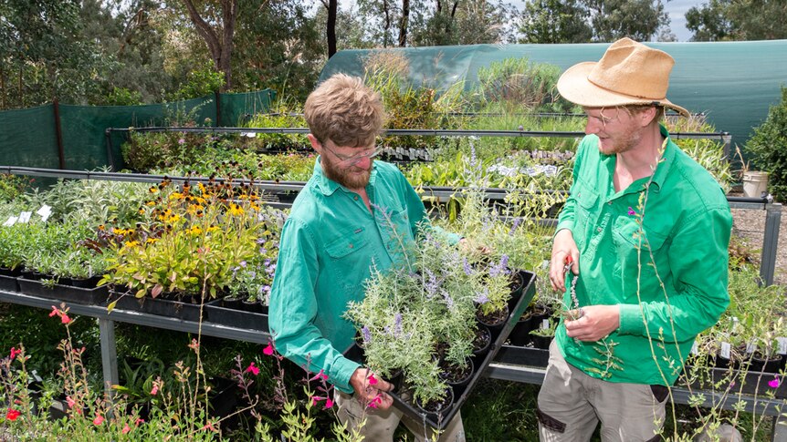 Chris Cuddy and employee with nursery plants.
