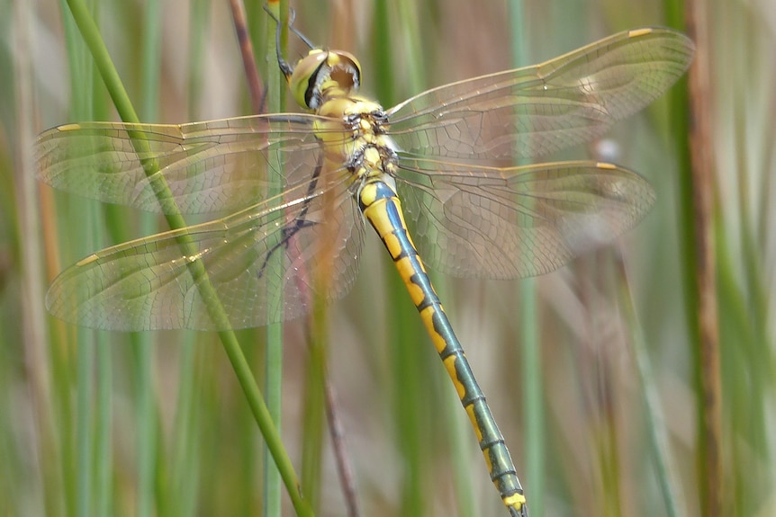 A yellow and green patterned dragonfly.