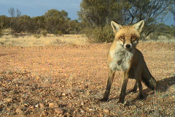 A fox in the outback staring at the camera.