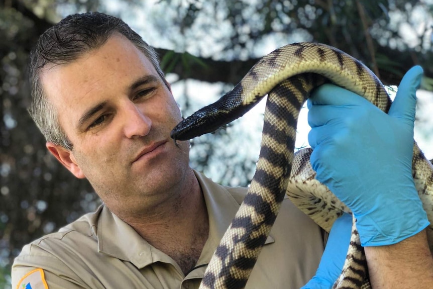 Parks and Wildlife officer Matt Swan holding a black-headed python, which is a commonly smuggled snake