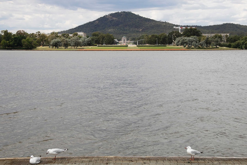 Seagulls beside Lake Burley Griffin, with the Australian War Memorial in the background.