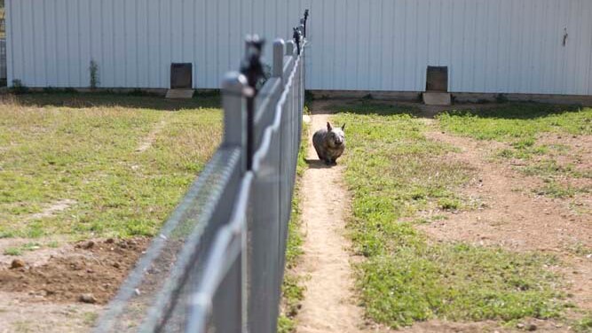 A wombat stands next to a fence
