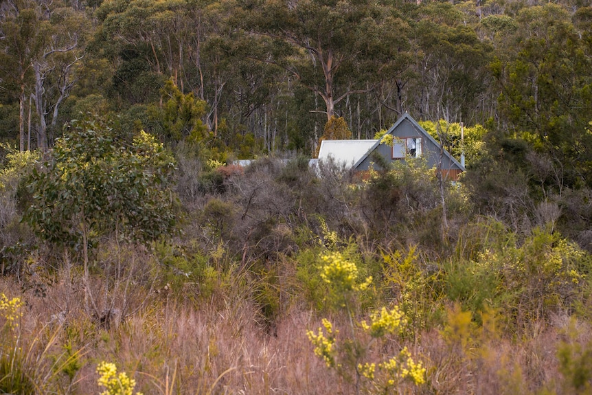 A house obscured by overgrown trees, bushes and grasses