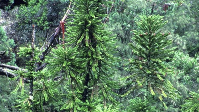 Adult Wollemi Pines in the wild