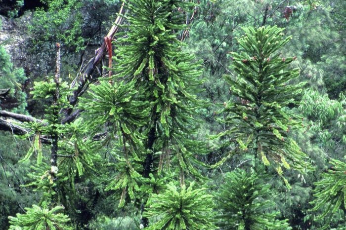 Large pine trees pictured growing in a forest.