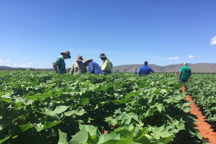 Cotton field day