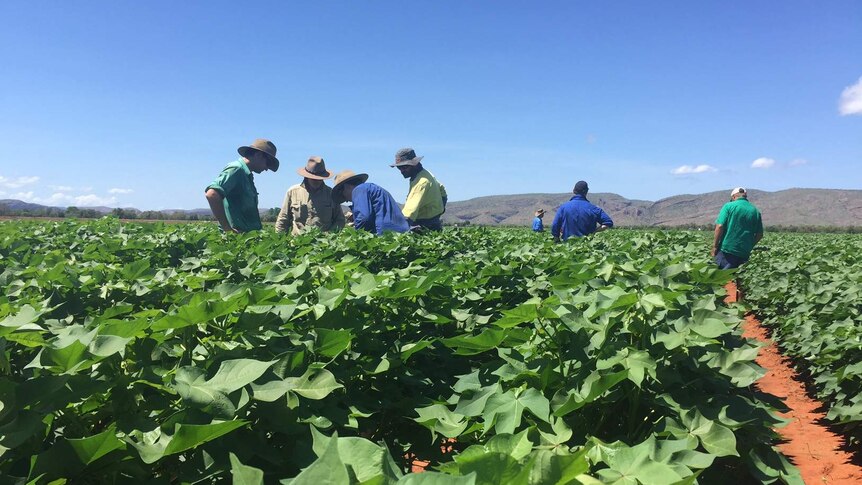 Ord farmers inspecting the cotton trial which was planted in early February.