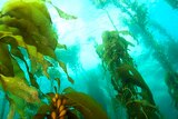 Kelp forest in Tasmania