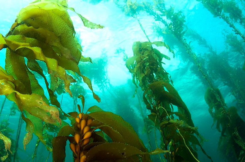 Kelp forest in Tasmania