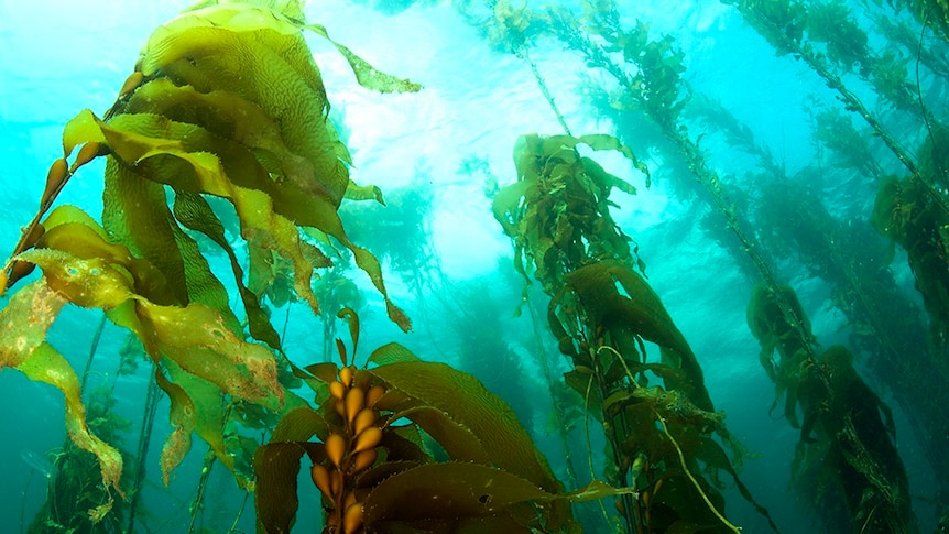 Kelp forest in Tasmania