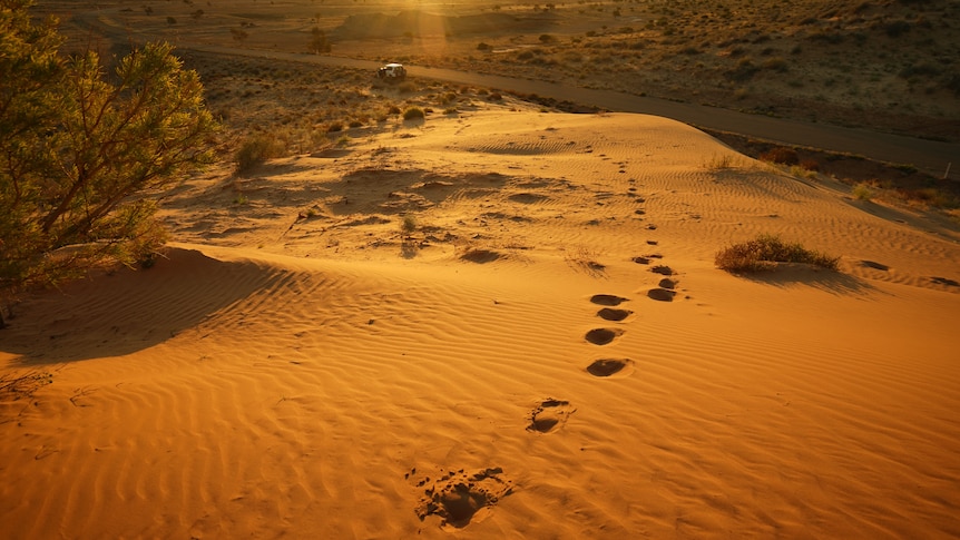 Sand dune with foot steps in desert