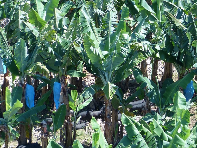 Banana industry launches aerial assault on feral pigs to save farms