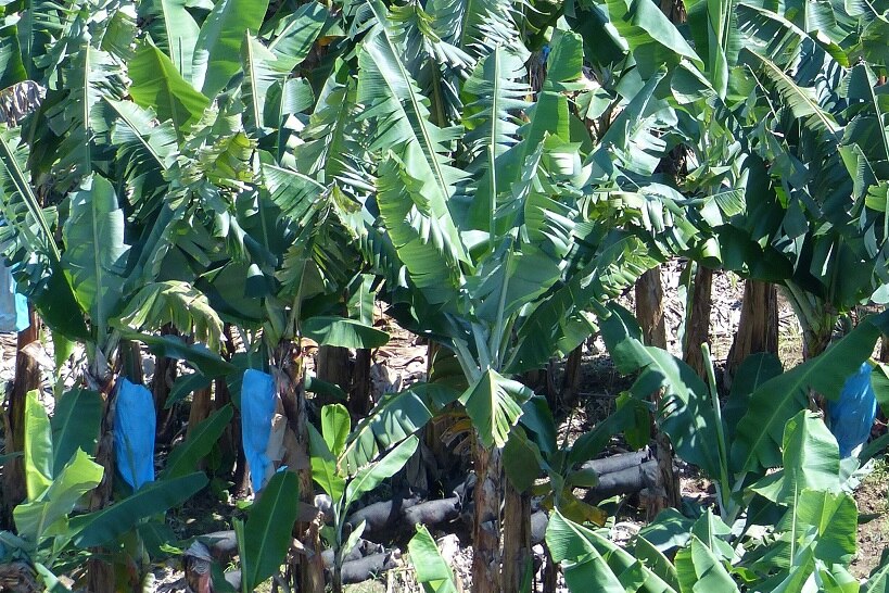 Feral Pigs in a banana plantation