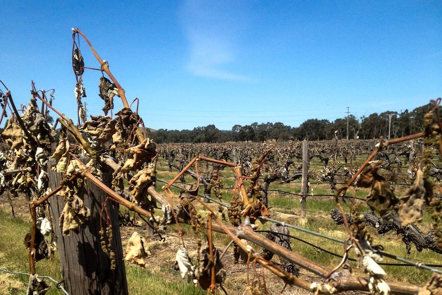Dead vines at a the Grampians Estate vineyard in western Victoria.