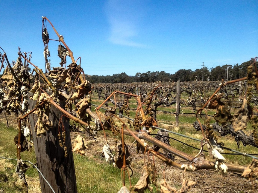 Dead vines at a the Grampians Estate vineyard in western Victoria.