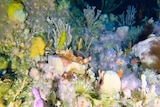 Reef ocean perch Helicolneus percoides
