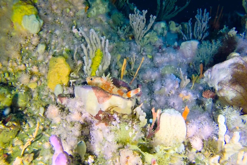 Reef ocean perch Helicolneus percoides