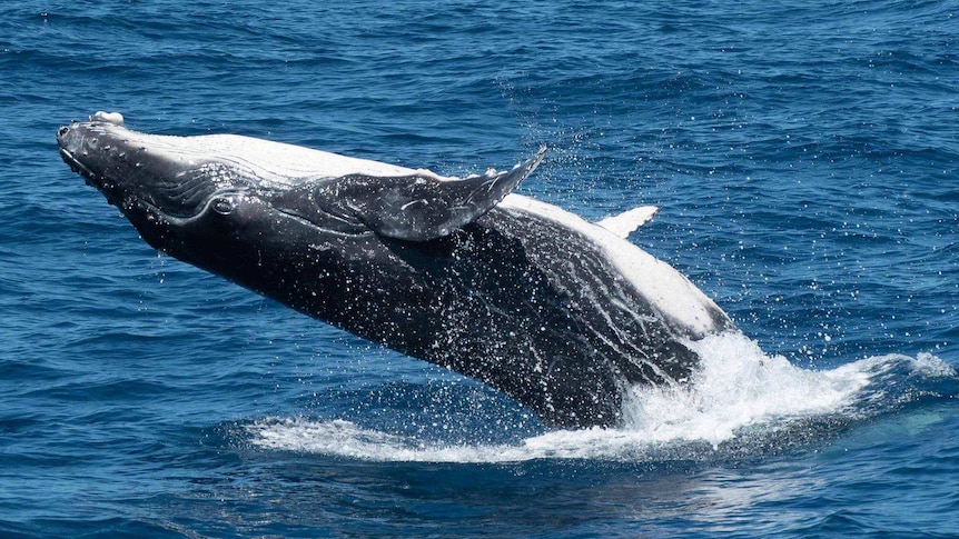 A humpback whale jumping out of the water.