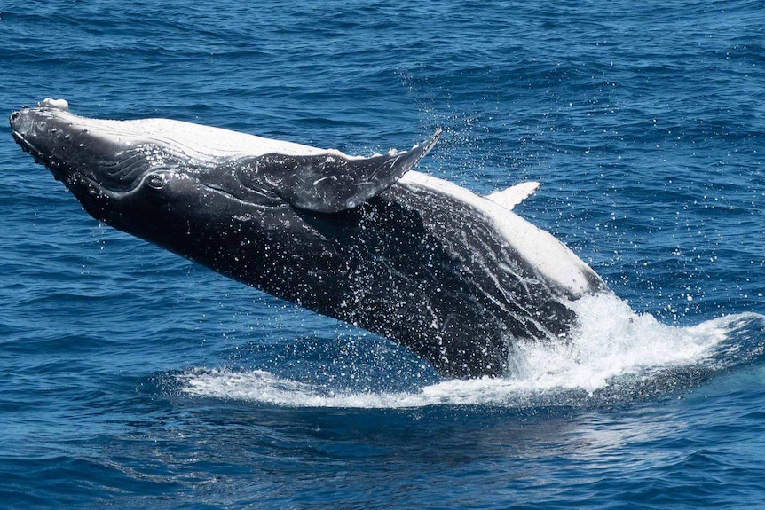 A humpback whale jumping out of the water.