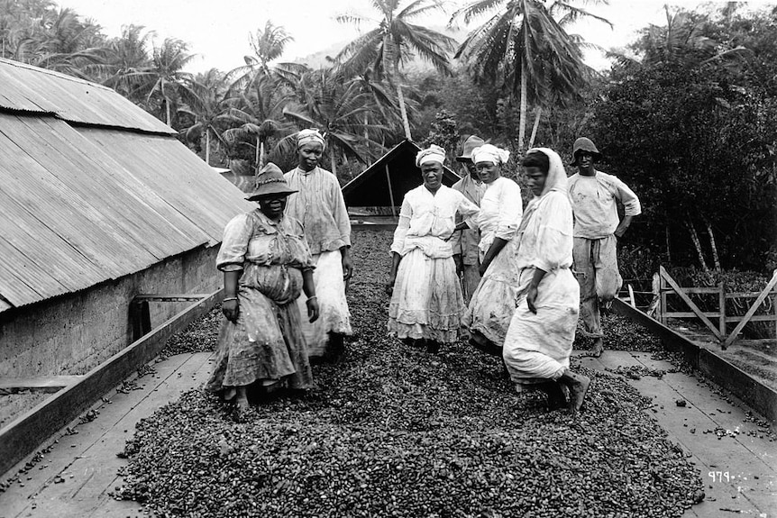 Black and white photo of african workers on a large coffee bed