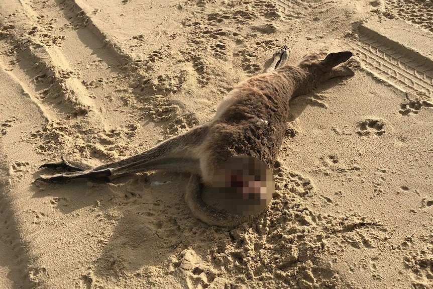 A kangaroo which has had its tail detached found on Main Beach, North Stradbroke Island.