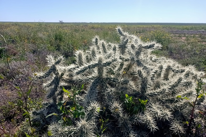 A Hudson Pear cactus with the sun behind it