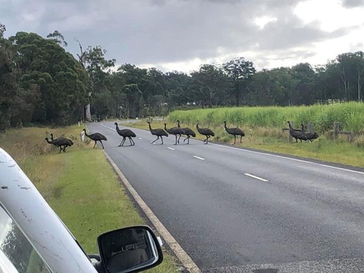 Community raises a glass to the good health of endangered coastal emu
