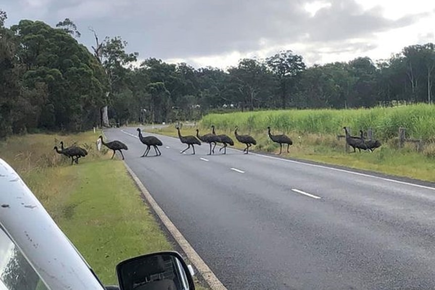 emus crossing the road