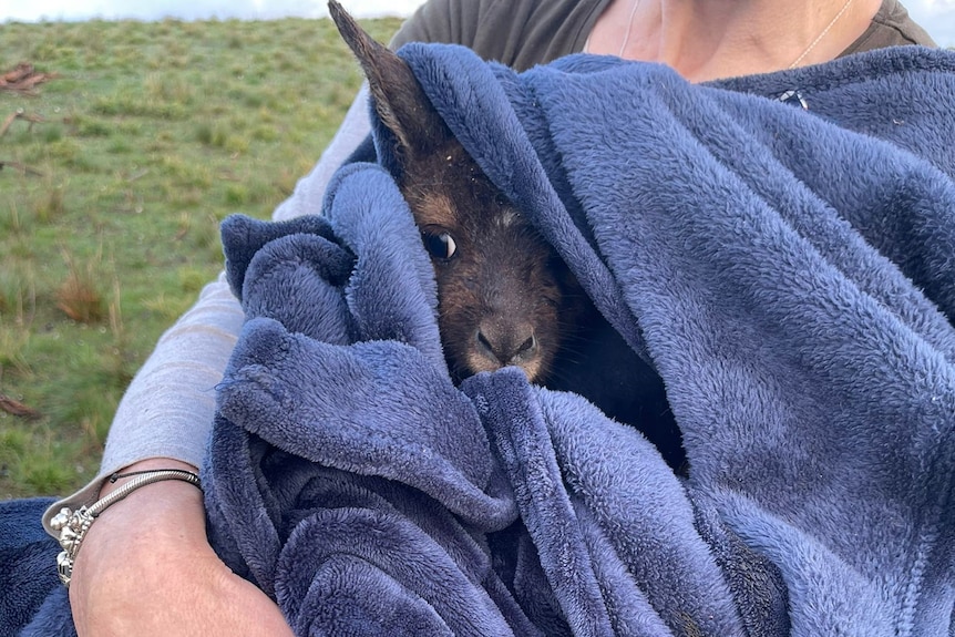 A kangaroo joey that was rescued is wrapped in a blue blanket