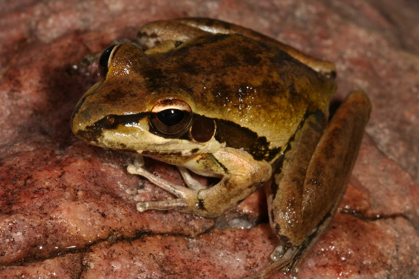 Members of the public are being encouraged to help with the national frog count