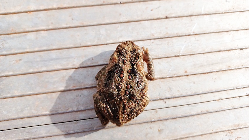 A small cane toad crouching on what appears to be the ground.