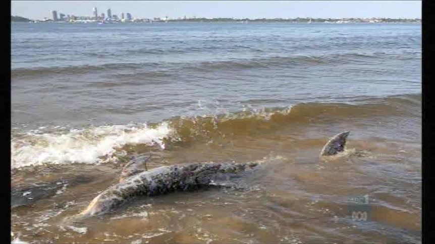 The City of Nedlands says is investigating claims the herbicide is linked to dolphin deaths.